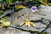 Parco del Mercantour, escursione alla scoperta della valle delle Meraviglie. Anemone epatica.